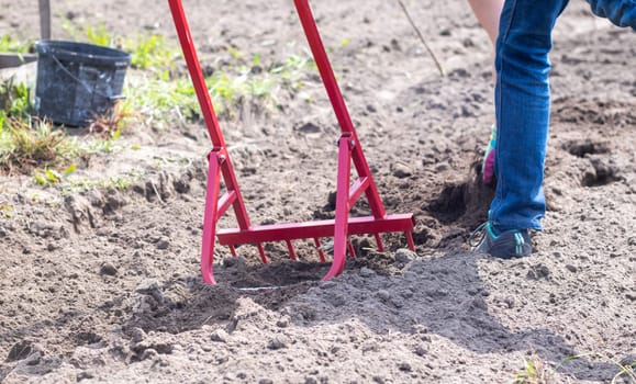 A farmer in jeans digs the ground with a red fork-shaped shovel. A miracle shovel, a handy tool. Manual cultivator. The cultivator is an efficient hand tool for tillage. Loosening the bed