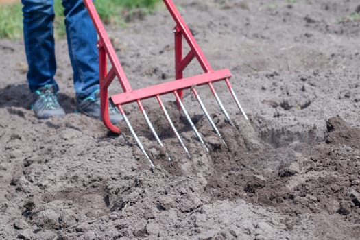 A farmer in jeans digs the ground with a red fork-shaped shovel. A miracle shovel, a handy tool. Manual cultivator. The cultivator is an efficient hand tool for tillage. Loosening the bed