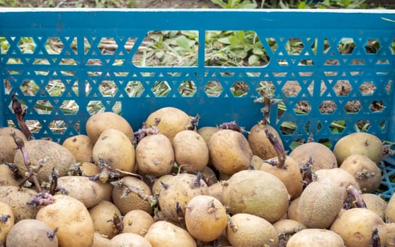 Potatoes for planting with sprouted shoots in a plastic box. Sprouted old seed potatoes. Potato tuber seedlings. The concept of agriculture and gardening, growing and caring for vegetables
