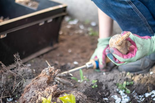 A woman gardener plants a dahlia rhizome in the ground in the garden. Planting a tuber of dahlia flowers in a spring flower garden. Gardening with flower tubers. Growing dahlias, gardening