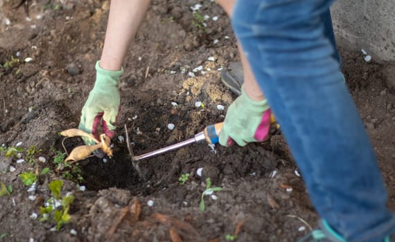 Planting a dahlia tuber in a spring flower garden. Working with plants in the garden. Gardening with flower tubers. Good roots of a dahlia plant. Hands of a gardener woman in a garden in gloves
