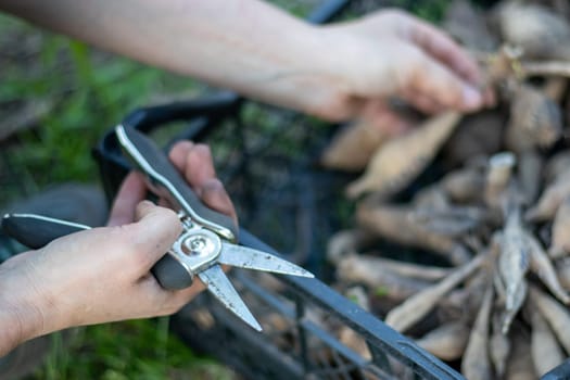 The gardener sorts out dahlia tubers. Plant root care. Dahlia tubers on the ground before planting. Planting a sprouted dahlia tuber with shoots in a spring flower garden