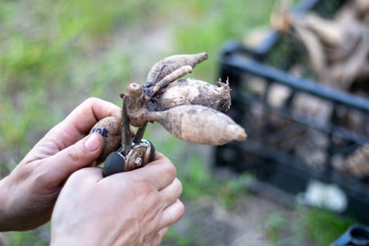 The gardener sorts out dahlia tubers. Plant root care. Dahlia tubers on the ground before planting. Planting a sprouted dahlia tuber with shoots in a spring flower garden