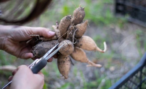 The gardener sorts out dahlia tubers. Plant root care. Dahlia tubers on the ground before planting. Planting a sprouted dahlia tuber with shoots in a spring flower garden