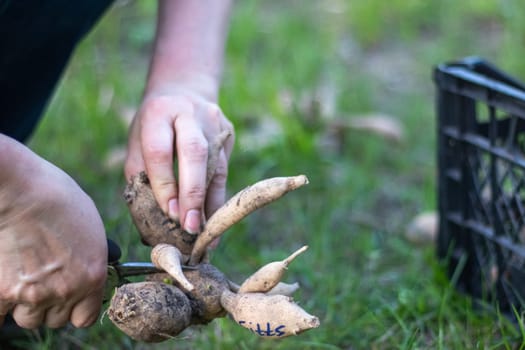 The gardener sorts out dahlia tubers. Plant root care. Dahlia tubers on the ground before planting. Planting a sprouted dahlia tuber with shoots in a spring flower garden