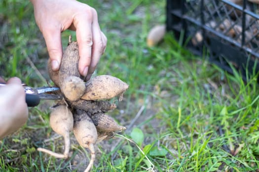The gardener sorts out dahlia tubers. Plant root care. Dahlia tubers on the ground before planting. Planting a sprouted dahlia tuber with shoots in a spring flower garden