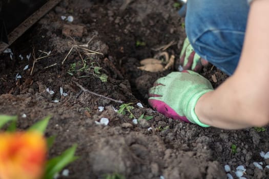Planting a dahlia tuber in a spring flower garden. Working with plants in the garden. Gardening with flower tubers. Good roots of a dahlia plant. Hands of a gardener woman in a garden in gloves