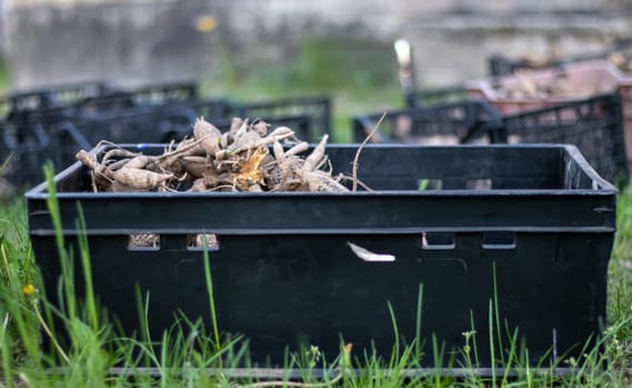 Plastic black garden boxes with dahlia flower roots. Flower tubers dry out in the sun. Tubers of plants and flowers. Dahlia planting season. Many dahlia roots without soil. planting material