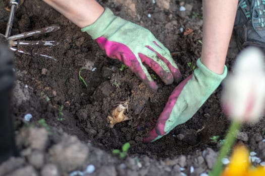 Planting a dahlia tuber in a spring flower garden. Working with plants in the garden. Gardening with flower tubers. Good roots of a dahlia plant. Hands of a gardener woman in a garden in gloves