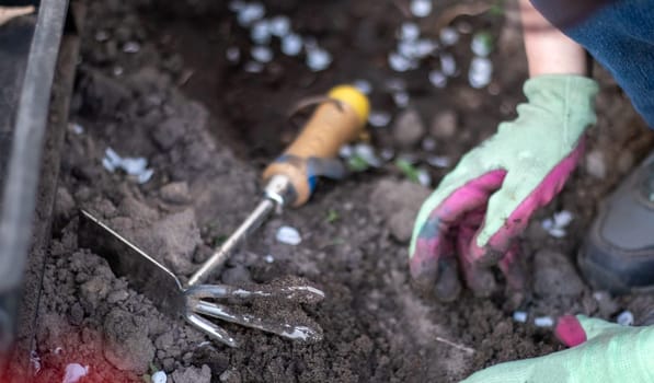 The gardener rakes the soil for planting. To work in the garden. Women's hands in gloves hold a garden tool and loosen the ground, caring for and growing garden plants. Plant a plant in the garden