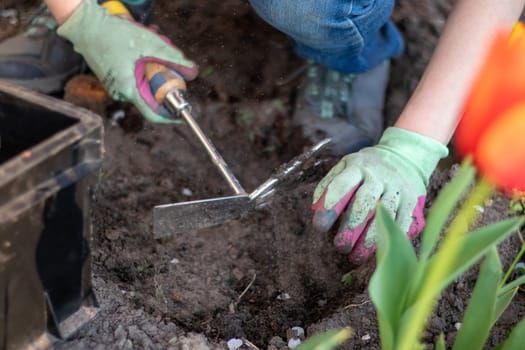 The gardener rakes the soil for planting. To work in the garden. Women's hands in gloves hold a garden tool and loosen the ground, caring for and growing garden plants. Plant a plant in the garden