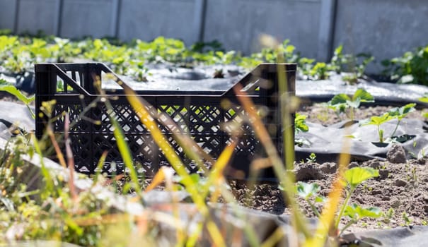 Plastic empty black boxes stacked together for plants or harvest. On a sunny day in early spring. Gardening concept. Household crop collection and storage boxes standing in the backyard