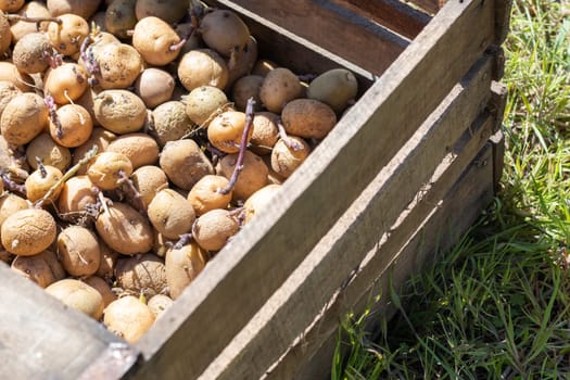 Potatoes for planting with sprouted shoots in a wooden box. Sprouted old seed potatoes. Potato tuber seedlings. The concept of agriculture and gardening, growing and caring for vegetables