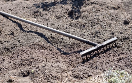 Close up photo of a garden rake on a bed. Old black metal rake on dry soil, in the garden. Spring cleaning. Selective focus. Yard area cleaning