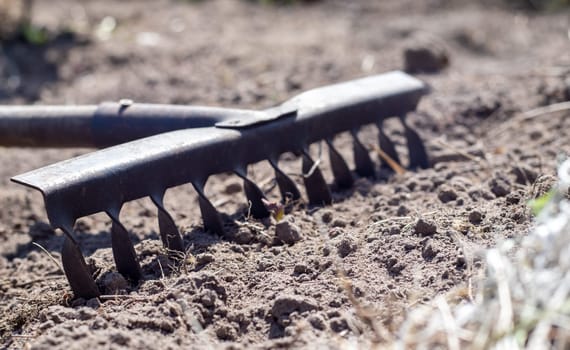 Close up photo of a garden rake on a bed. Old black metal rake on dry soil, in the garden. Spring cleaning. Selective focus. Yard area cleaning