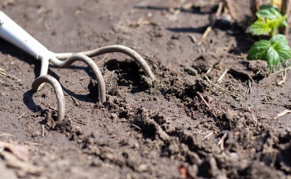 A small dusty rake used in home gardens. Garden tools for gardening and care of plants at home and in the garden. Spring or summer garden work. Dig up a piece of land among the weeds