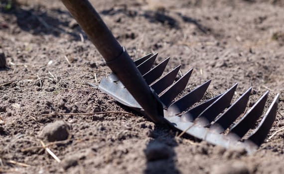 Close up photo of a garden rake on a bed. Old black metal rake on dry soil, in the garden. Spring cleaning. Selective focus. Yard area cleaning
