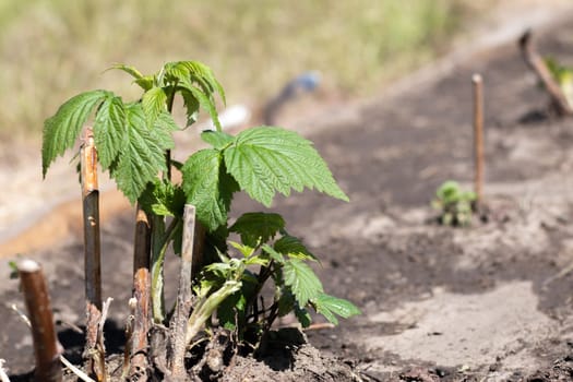 Small young raspberry bush in the ground. Gardening concept. Planting raspberry seedlings in spring. Sprout of a berry bush in bright daylight in spring. Growing raspberries on a fruit farm or garden