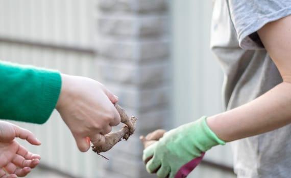 Two female gardeners plant a dahlia rhizome in the ground in a garden. Planting a tuber of dahlia flowers in a spring flower garden. Cultivation of dahlias, gardening
