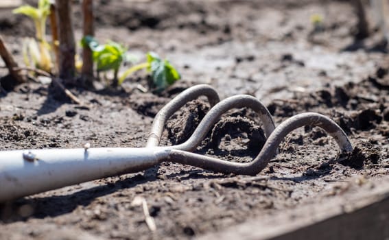 Planting flowers in the garden. A metal small rake with a wooden handle for gardening lies on the ground in a vegetable garden or orchard with stuck clods of soil