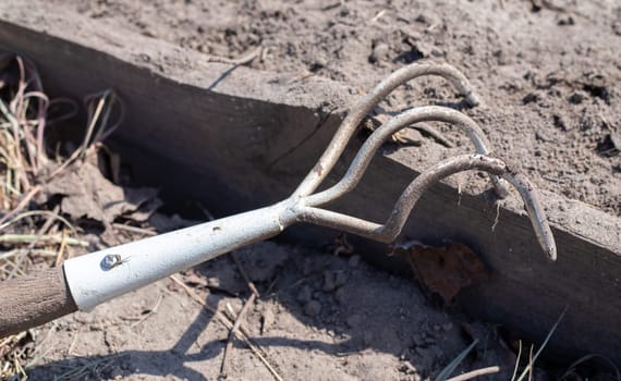 Planting flowers in the garden. A metal small rake with a wooden handle for gardening lies on the ground in a vegetable garden or orchard with stuck clods of soil