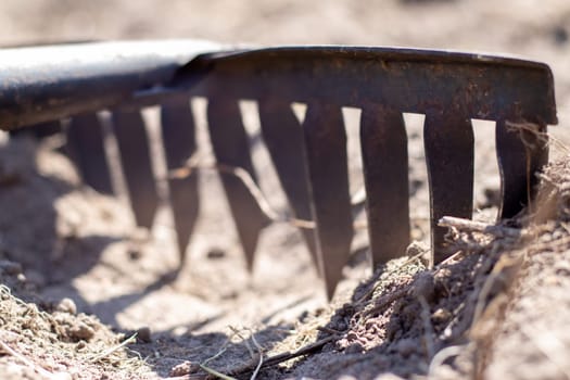 Close up photo of a garden rake on a bed. Old black metal rake on dry soil, in the garden. Spring cleaning. Selective focus. Yard area cleaning