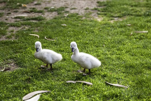 Detail of newborn swans, care and protection of animals