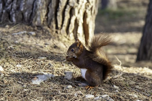 Detail of wild mammal animal in nature
