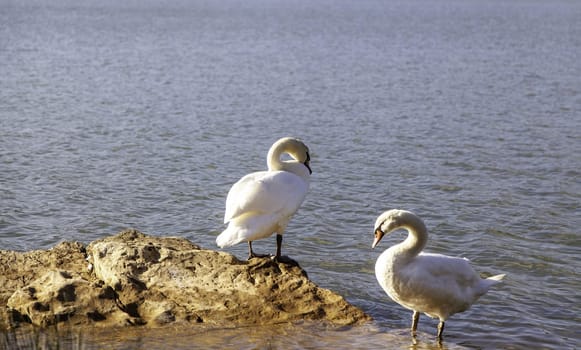 Detail of newborn swans, care and protection of animals