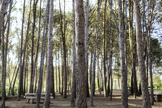 Detail of trees in nature, environment and life