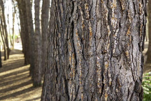 Detail of trees in nature, environment and life