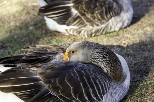 Detail of wild bird, animal care and protection