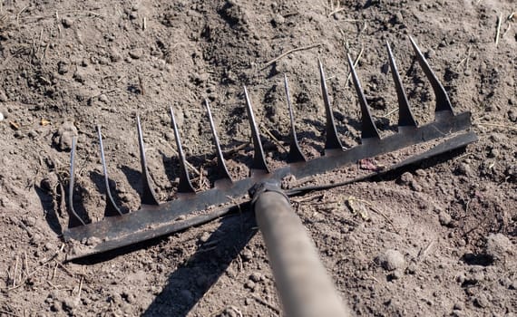 Close up photo of a garden rake on a bed. Old black metal rake on dry soil, in the garden. Spring cleaning. Selective focus. Yard area cleaning