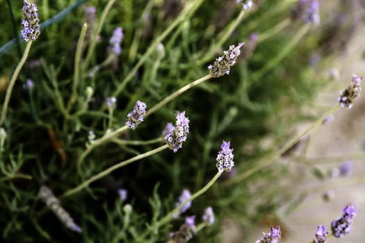 Detail of wild aromatic flowers, aromatherapy and nature