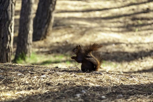 Detail of wild mammal animal in nature