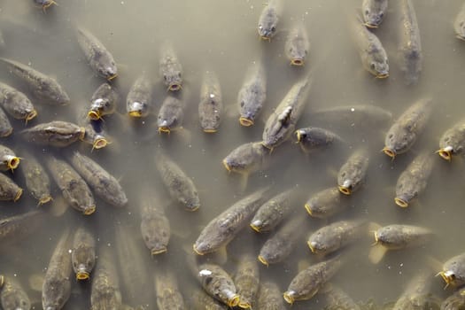 Detail of wild fish in a pond in nature