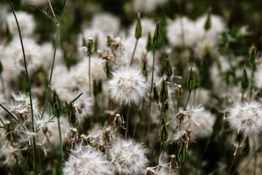 Detail of wild flower with seeds, nature and life