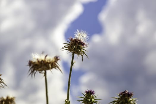 Detail of wild flower with seeds, nature and life