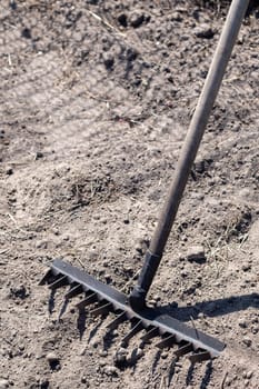 Close up photo of a garden rake on a bed. Old black metal rake on dry soil, in the garden. Spring cleaning. Selective focus. Yard area cleaning