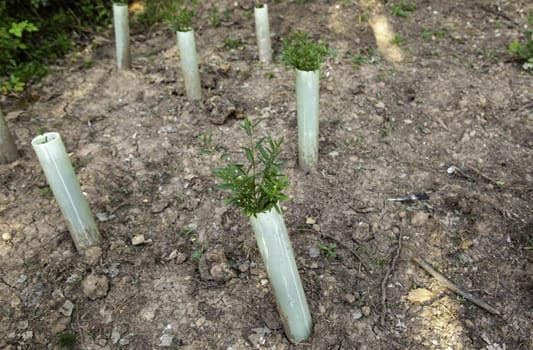 Detail of planting trees, care for the environment