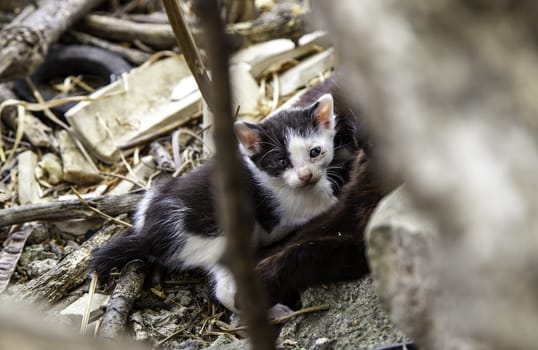 Detail of little cat abandoned in the city, loneliness