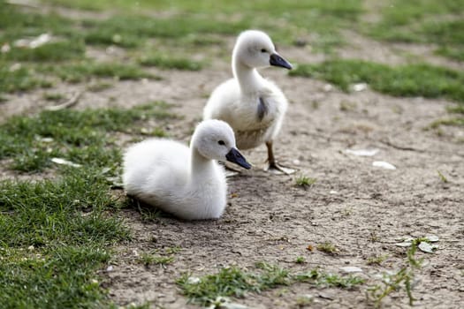 Detail of newborn swans, care and protection of animals