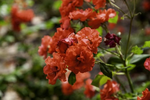 Wild red plants in nature, environment and life