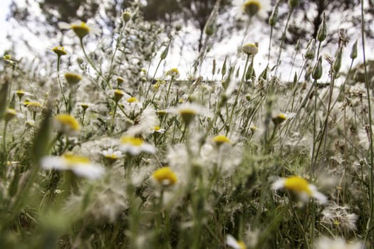 Colored daisies in a bouquet of flowers, nature and landscape