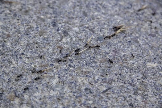 Detail of small insects carrying things