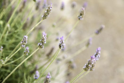 Detail of wild aromatic flowers, aromatherapy and nature