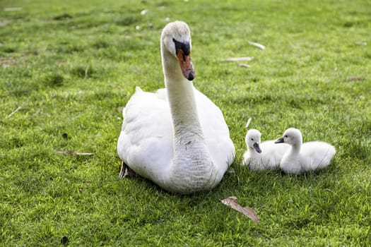 Detail of newborn swans, care and protection of animals