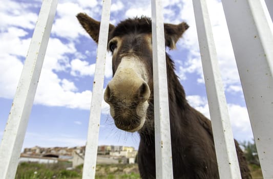 Funny field donkey, wild animals, mammals