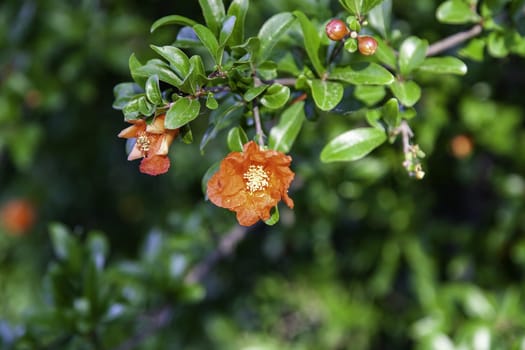 Detail of flowers in a field, nature and environment