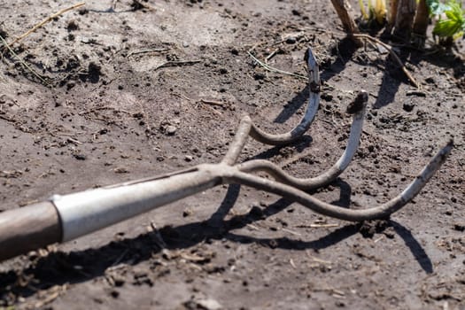 A small dusty rake used in home gardens. Garden tools for gardening and care of plants at home and in the garden. Spring or summer garden work. Dig up a piece of land among the weeds